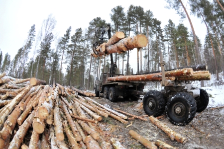 СПбМТСБ и Амурская область намерены развивать биржевую торговлю лесом