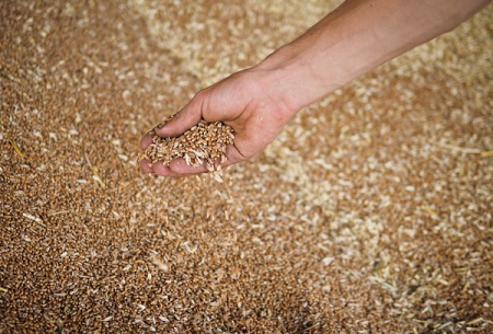 Более 19 тыс. тонн зерна стоимостью 202 млн руб. украли государственного фонда в Орле, обнаружила ОЗК