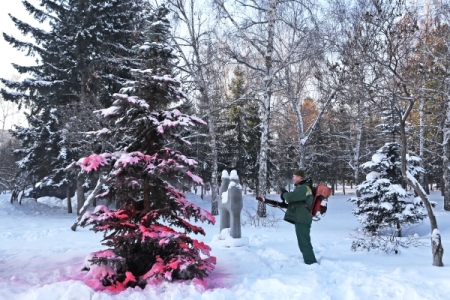 В лесничествах Ленобласти предлагают получить бесплатную новогоднюю елку