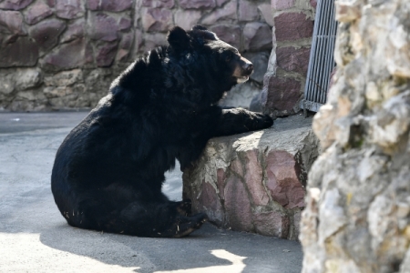 Медведи в столичном зоопарке могут проснуться раньше срока из-за потепления