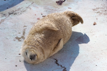 Два тюлененка родились в Калининградском зоопарке