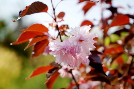 Эрмитажу подарили морозоустойчивую цветущую сакуру