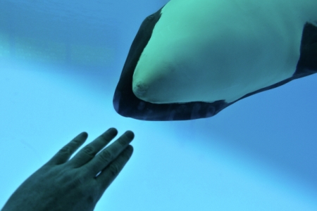 Часть животных из "китовой тюрьмы" хотят отправить в океанариумы