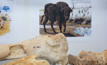 Выставка костей древних животных, найденных в крымской "капсуле времени", открылась в Симферополе