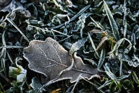 Заморозки прогнозируются на Ставрополье