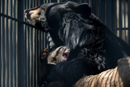 Уголовное дело возбуждено в Алтайском крае после попытки вывезти в Казахстан льва, тигров и медведей с медвежатами