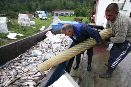 Изербель хакасия. Форелевая ферма саяногорск. Форелевое хозяйство сочи. Майнская гэс форелевое хозяйство. Чернореченское форелевое хозяйство.