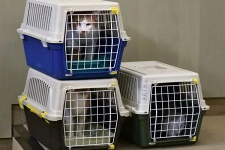 Обезьян в кошачьих переносках пытались контрабандой ввезти на Урал