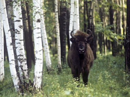 Лесной бизон занесен в Красную книгу Якутии