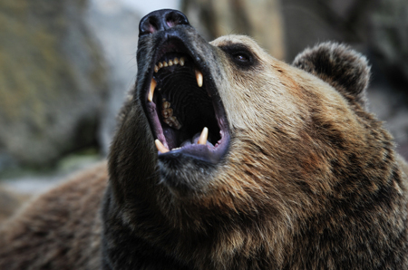 Медведь забрел в городской парк Североморска