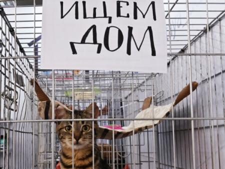 Московский зоопарк впервые отметит Всемирный день бездомных животных 17 августа