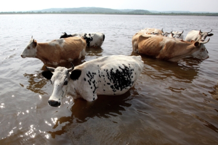 Стадо коров утонуло в башкирской реке из-за паводка