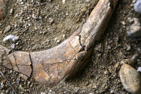 Археологи обнаружили в Тюменской области захоронение гуннов