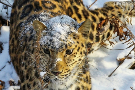 Известный зоолог и телеведущий Николай Дроздов стал "хранителем" дальневосточного леопарда