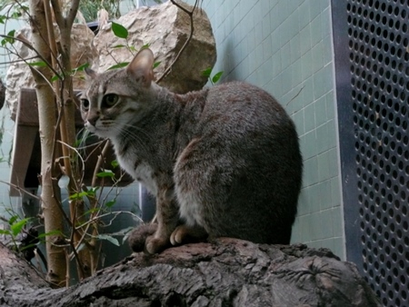 Новосибирский зоопарк получил из Великобритании ржавых кошек