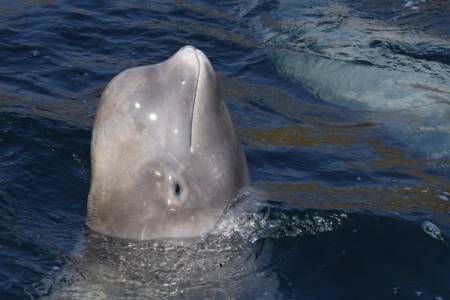 ВНИРО объявил об успешной адаптации выпущенных из "китовой тюрьмы" косаток и белух