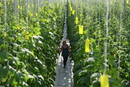 "Тепличники" Башкирии прогнозируют в 2020г сложности ведения бизнеса из-за сокращения господдержки, рассчитывают на экспорт