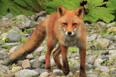 Рыжая лисица прогулялась по Нижегородскому кремлю