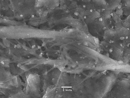 Древнейшие грибы обнаружены в Якутии