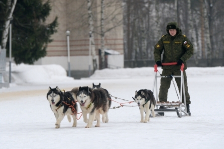 В арктической бригаде Северного флота будут служить ездовые собаки