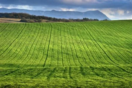 Озимые в Крыму взошли только на 15% площадей из-за засухи