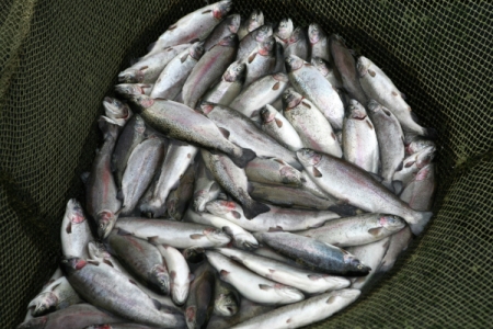 Озерная рыба стала причиной вспышки "гаффской болезни" в тюменской деревне