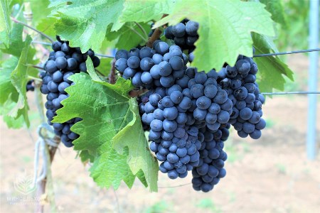 Урожай винограда в Крыму в 2019г сократился на 7,5%