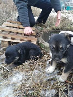 Спасатели в Ульяновске достали из колодца собаку и двух щенков