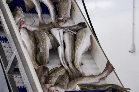 Переработку рыбы и дикоросов в Ханты-Мансийске объединят в единый комплекс