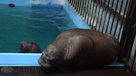 Росприроднадзор не выдал разрешение на продажу моржей из "китовой тюрьмы" в Китай