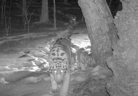 Тигрица Светлая попала в фотоловушки с тремя тигрятами в ЕАО