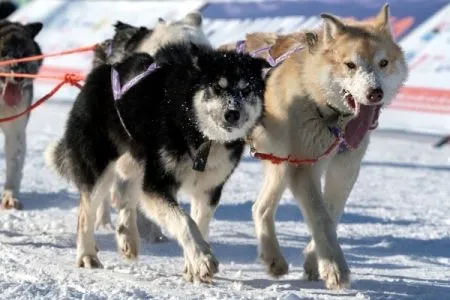 В Якутии предлагают учесть региональные особенности в законе об обращении с животными