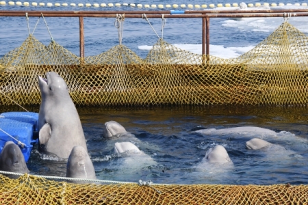 Экологи: новая "китовая тюрьма" может появиться в 2021 году