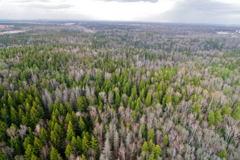 "Зеленый пояс" Ставрополя будет включать более 4 тыс. га леса
