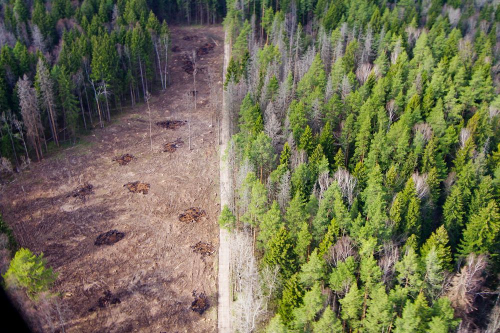 Законопроект о "лесной амнистии" прошел первое чтение в Госдуме