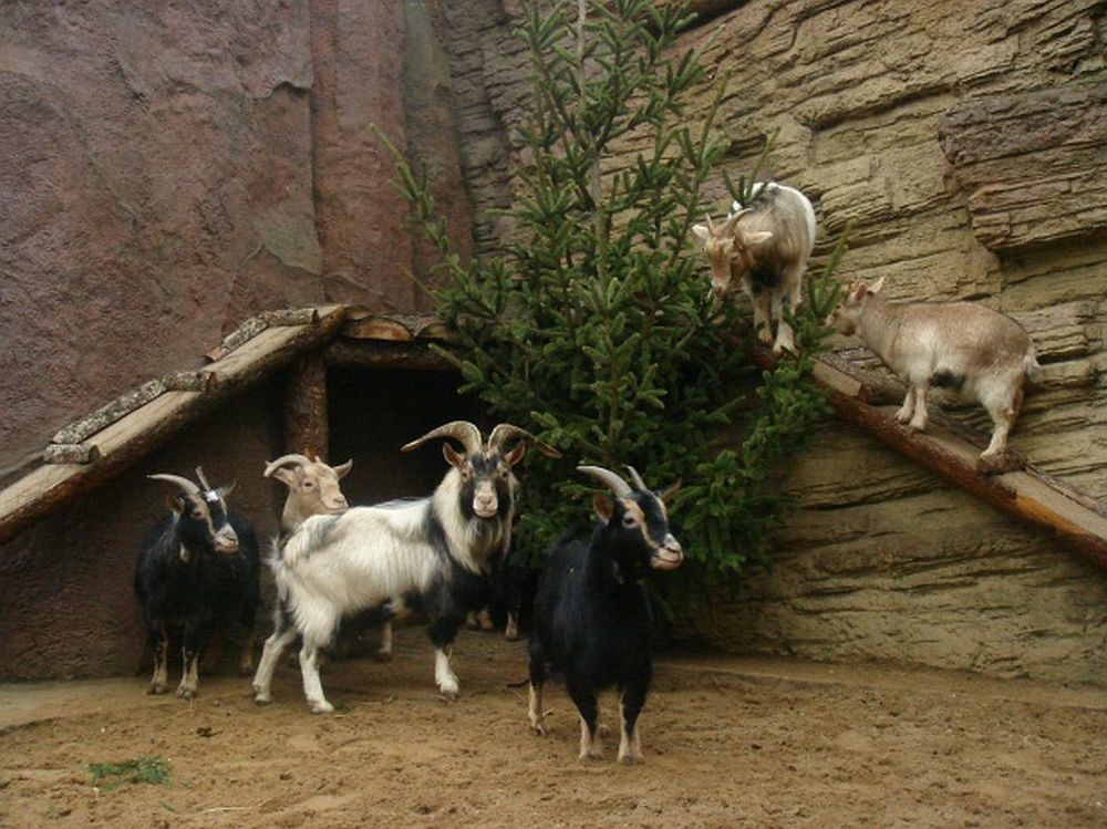 Скалодром и батут для козлов появятся в Московском детском зоопарке