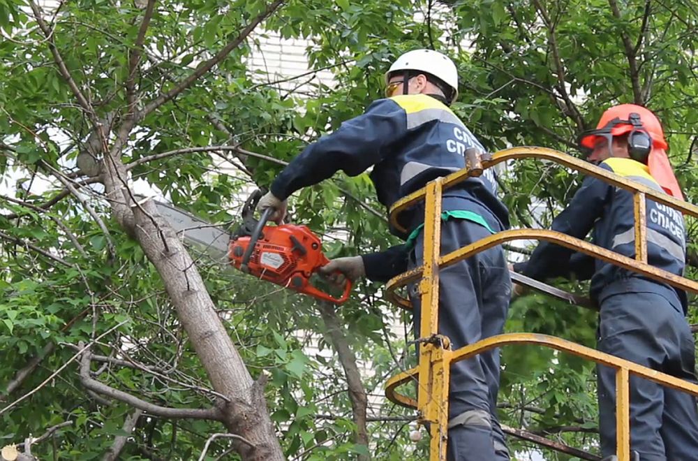 Почти полсотни деревьев повалил ураган в Петербурге