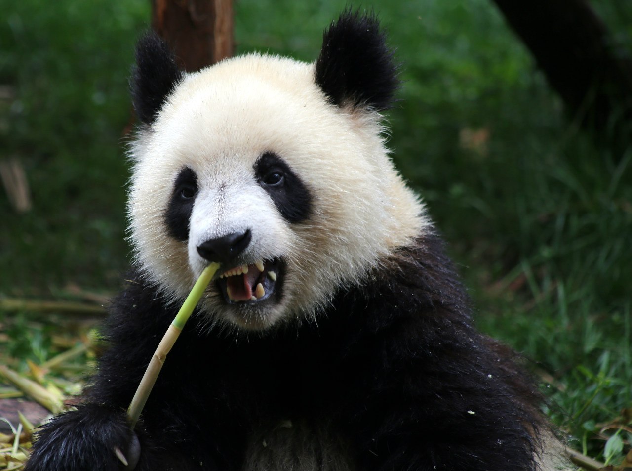 Детеныш гигантской панды родился в зоопарке Мадрида 