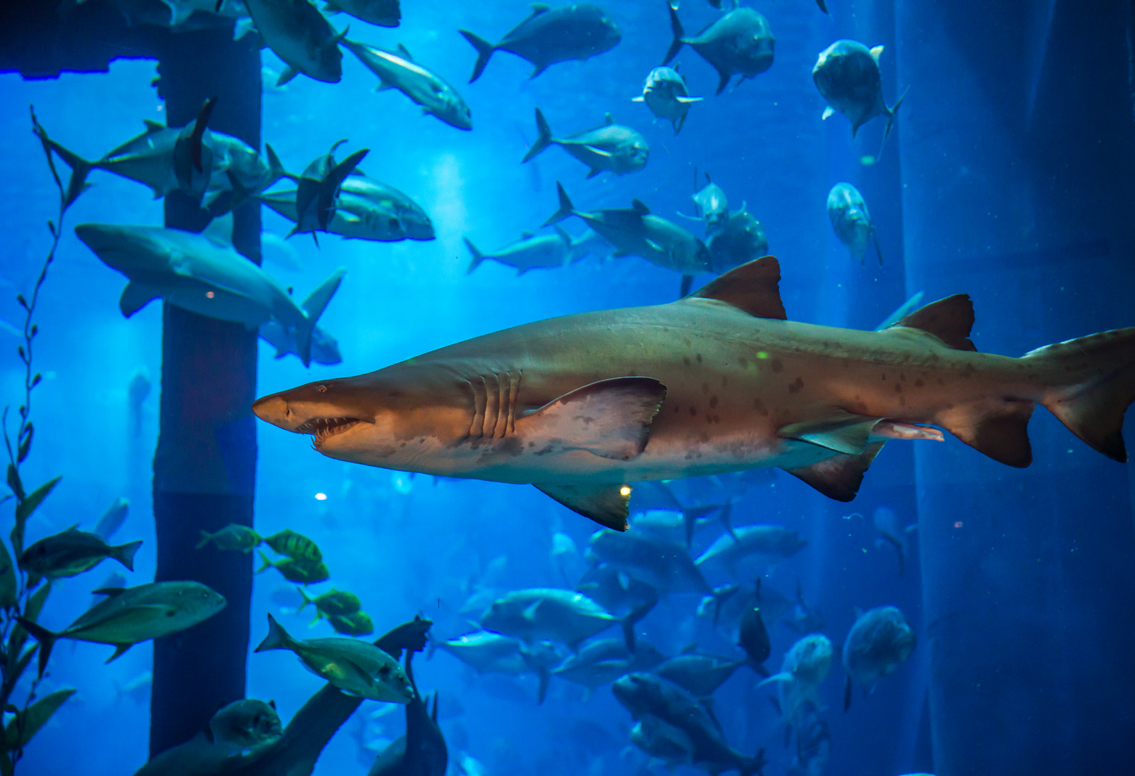В Египте выяснили причины нападений акул на туристов