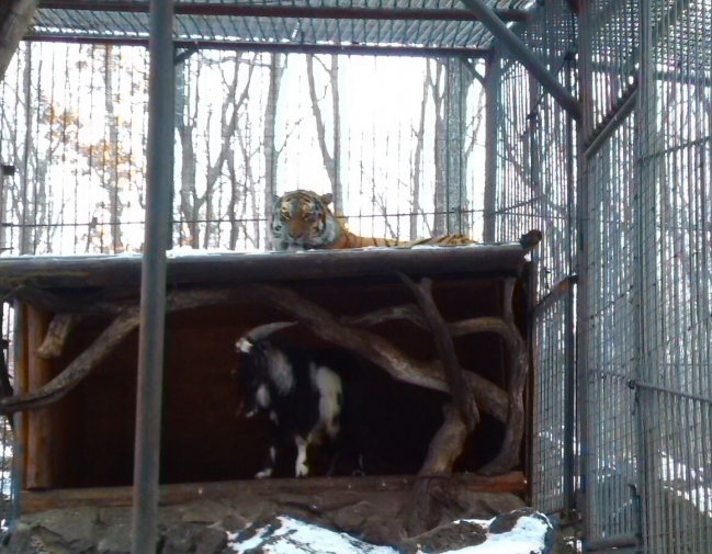 В Приморском Сафари-парке амурский тигр подружился с козлом