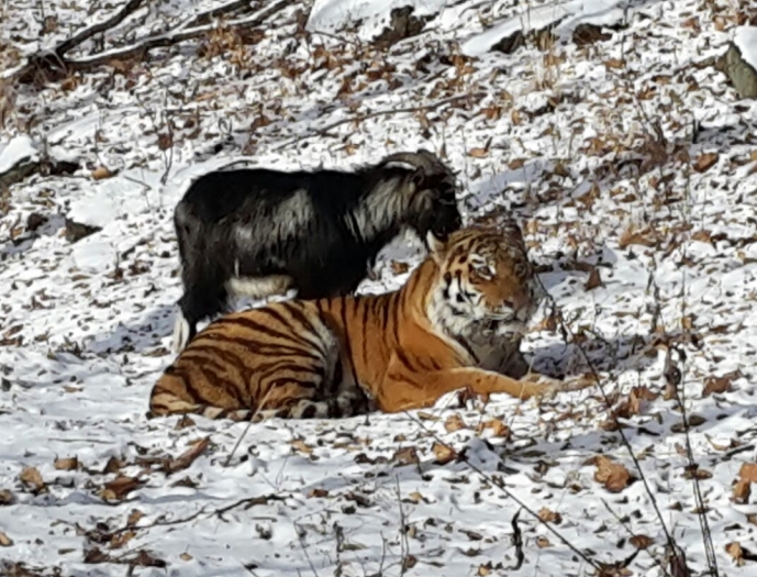 Амур и Тимур в Приморском сафари-парке останутся вместе