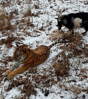 Приморский сафари-парк объявил сбор помощи для тигра Амура и козла Тимура