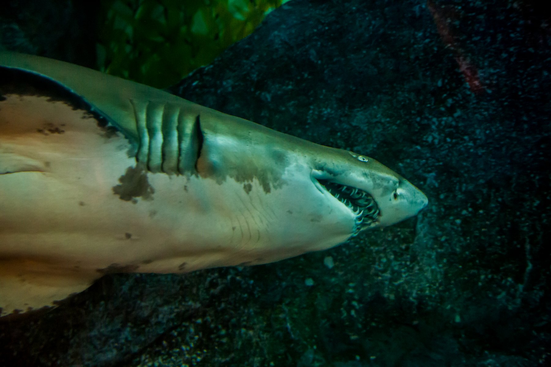 Туристка из США погибла в результате нападения тигровой акулы в Коста-Рике