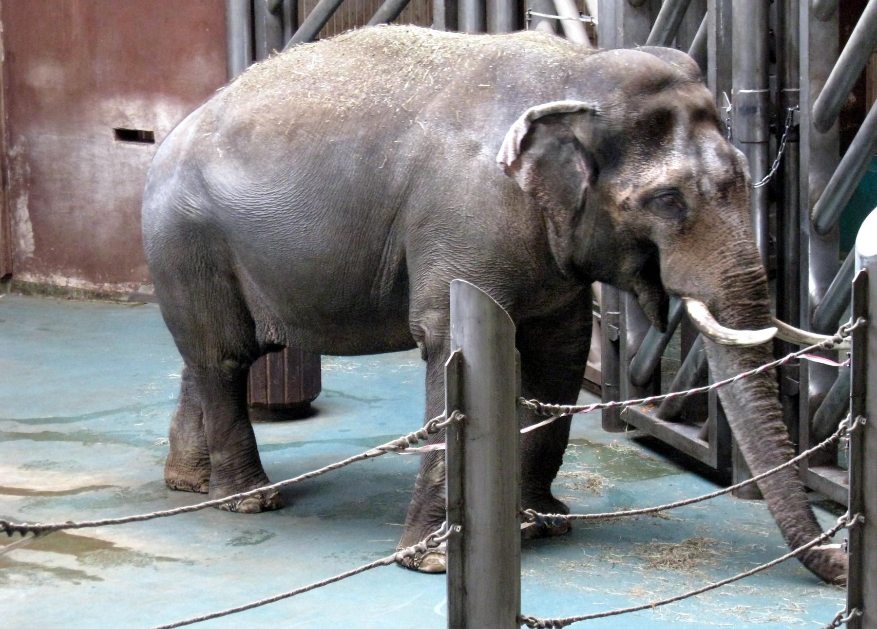 Слон со всех сторон: в Московском зоопарке открылся новый музей