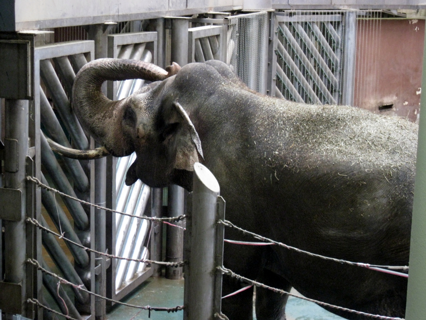 Слон со всех сторон: в Московском зоопарке открылся новый музей