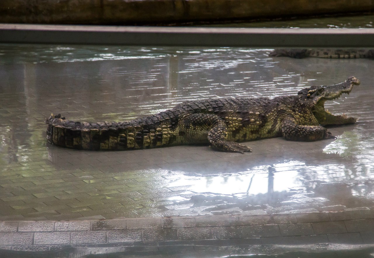 Российский турист погиб от зубов крокодила в Индонезии