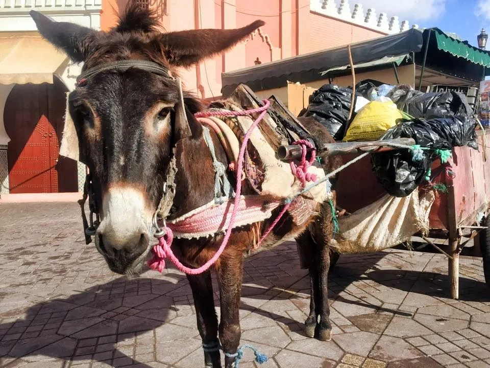 Розовый Марракеш, рыбный Агадир