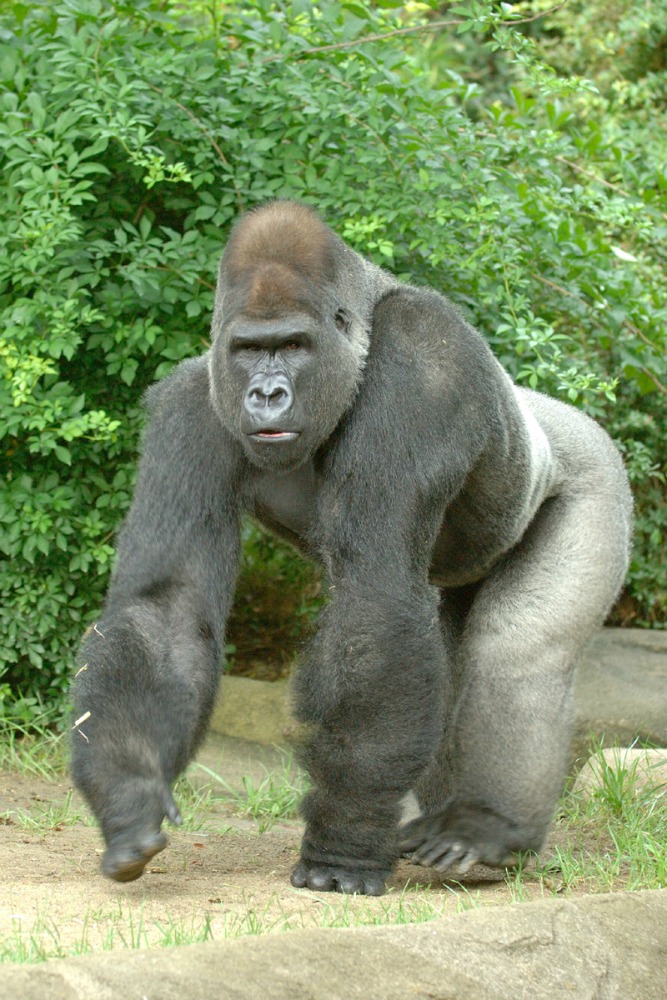 В зоопарке Цинциннати застрелили гориллу, чтобы спасти ребенка