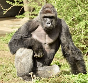 Жители США требуют наказать родителей ребенка, упавшего в вольер гориллы в зоопарке