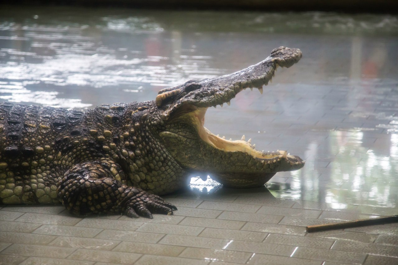 Крокодила поймали на пляже Банг-Тао на Пхукете